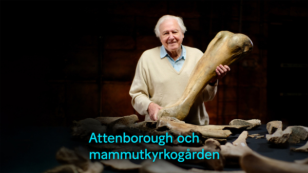 Attenborough och mammutens kyrkogård