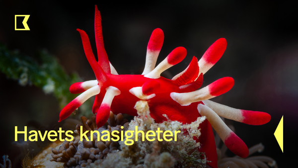 Havets knasigheter