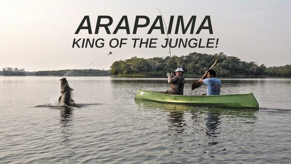 Arapaima - King of the Jungle!