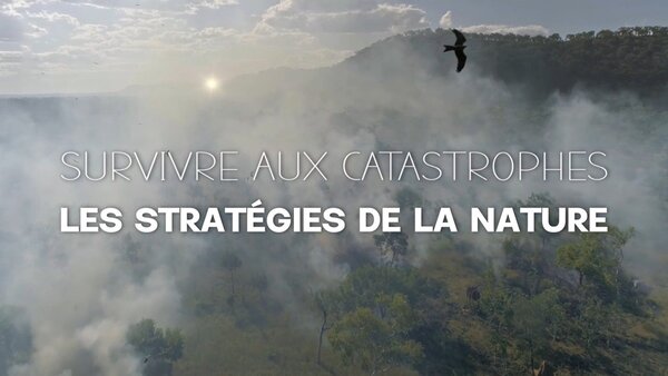 Survivre aux catastrophes, les stratégies de la nature