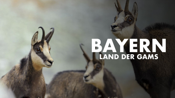 Bayern, Land der Gams