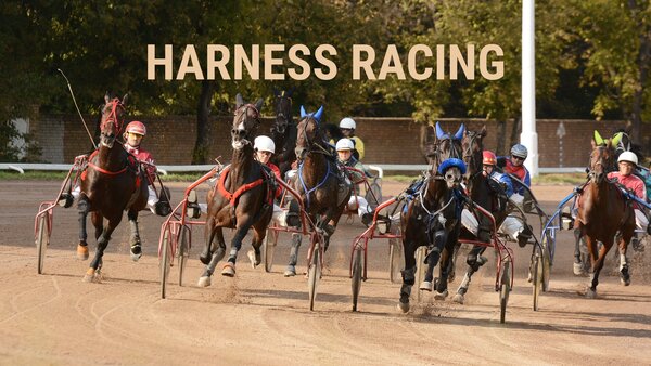 Live: Harness Racing