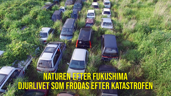 Naturen efter Fukushima - Djurlivet som frodas efter katastrofen
