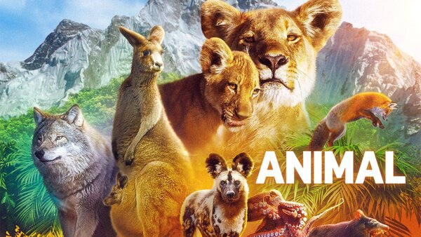 Animal