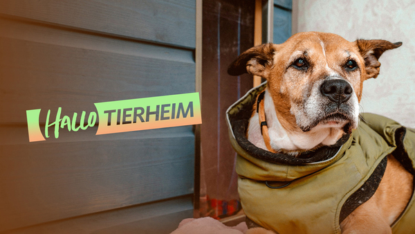 Hallo Tierheim!