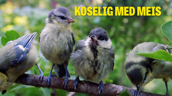 Koselig med meis