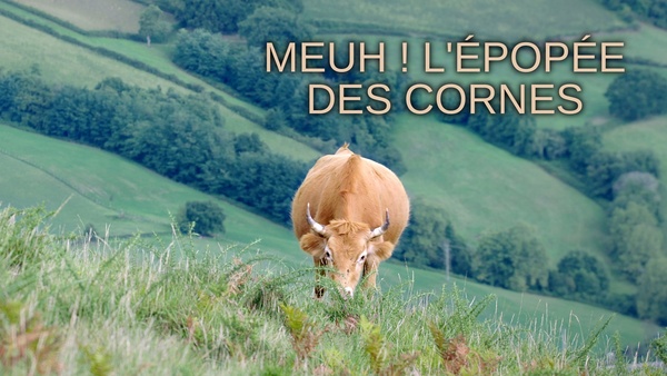 Meuh ! L'épopée des cornes