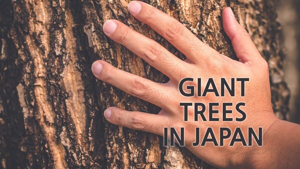Giant Trees in Japan
