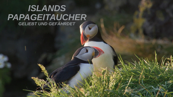 Islands Papageitaucher - Geliebt und gefährdet
