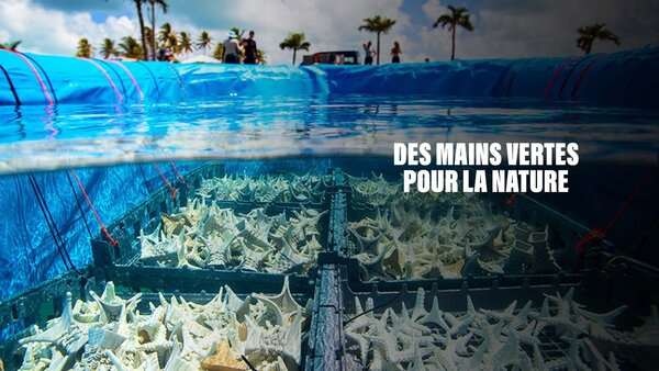 Des mains vertes pour la nature