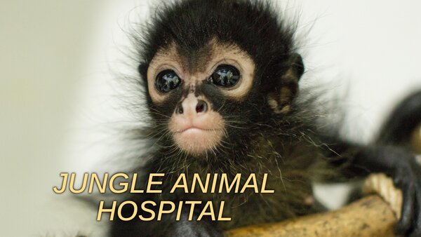 Jungle Animal Hospital