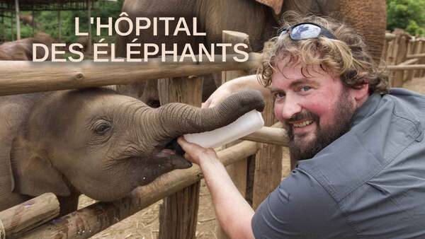 L'hôpital des éléphants
