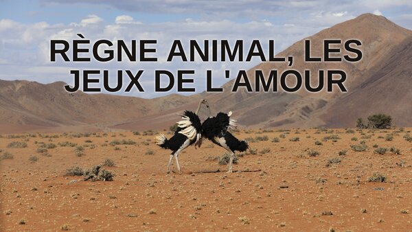 Règne animal, les jeux de l'amour