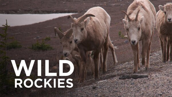 Wild Rockies