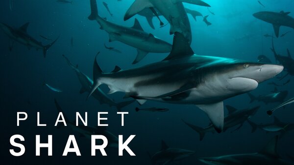 Planet Shark