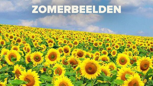 Live: Zomerbeelden