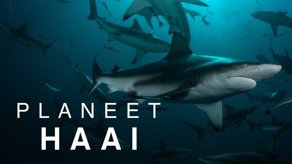 Planeet haai