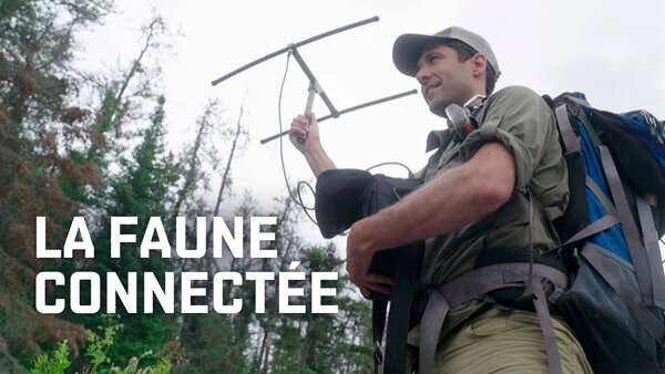 La faune connectée
