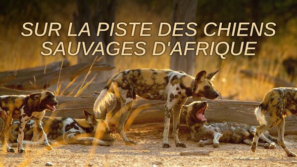Sur la piste des chiens sauvages d'Afrique