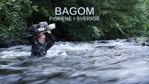 Bagom: Fiskene i Sverige