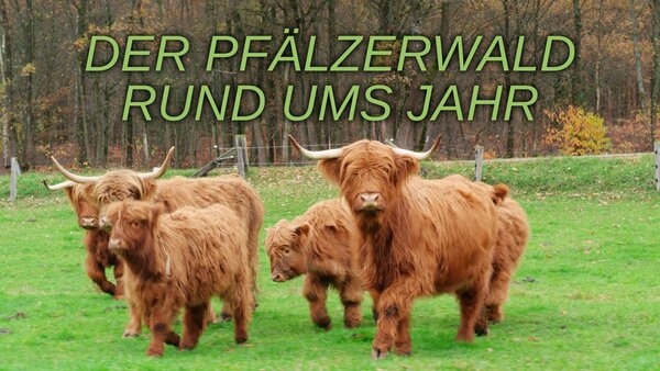 Der Pfälzerwald rund ums Jahr