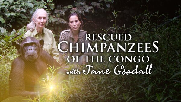 Rescued Chimpanzees of the Congo With Jane Goodall