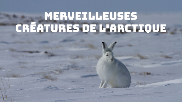 Merveilleuses créatures de l'Arctique