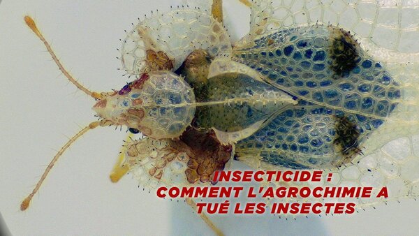 Insecticide : comment l'agrochimie a tué les insectes