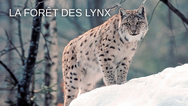 La forêt des lynx