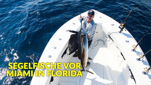 Segelfische vor Miami in Florida