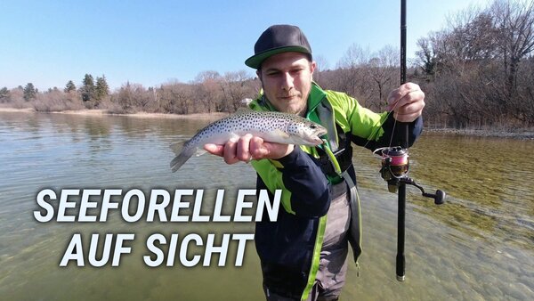 Seeforellen auf Sicht