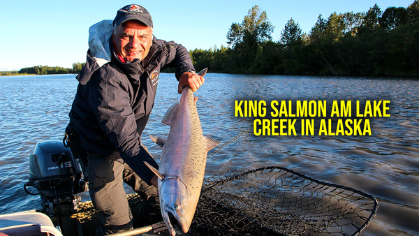 King Salmon am Lake Creek in Alaska