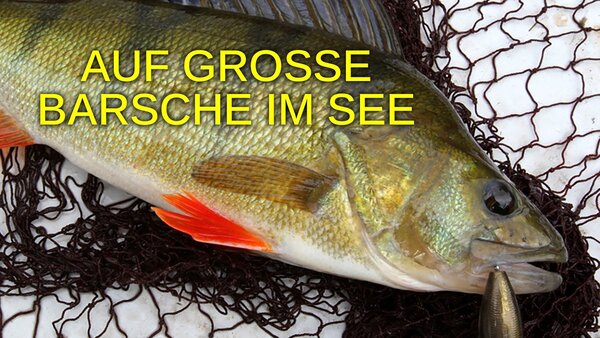 Auf große Barsche im See