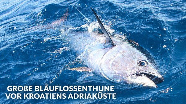 Große Blauflossenthune vor Kroatiens Adriaküste