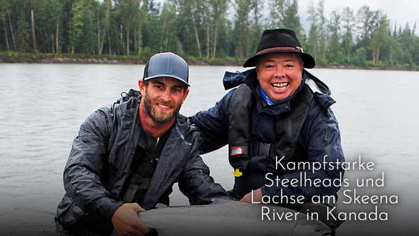Kampfstarke Steelheads und Lachse am Skeena River in Kanada