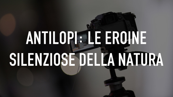 Antilopi: Le eroine silenziose della natura