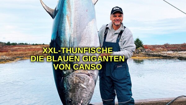 XXL-Thunfische - Die blauen Giganten von Canso