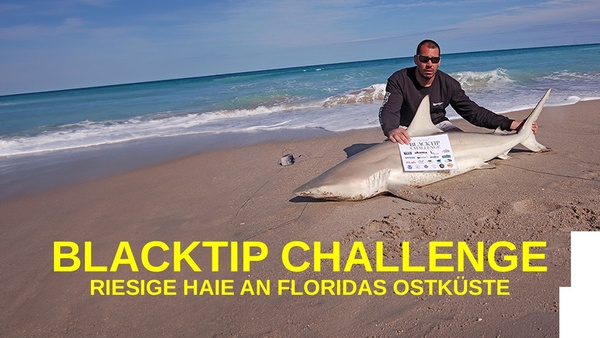 Blacktip Challenge - Riesige Haie an Floridas Ostküste