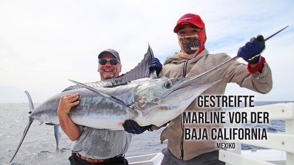 Gestreifte Marline vor der Baja California - Mexiko