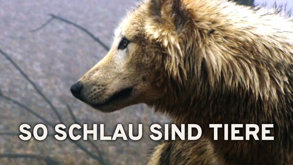 So schlau sind Tiere