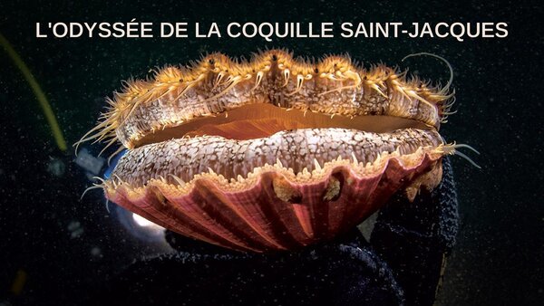 L'odyssée de la coquille Saint-Jacques