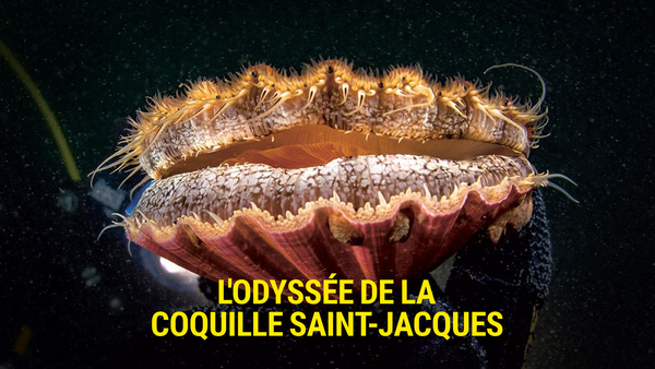L'odyssée de la coquille Saint-Jacques