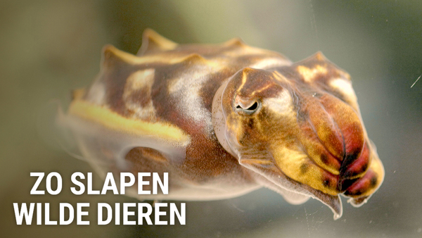 Zo slapen wilde dieren