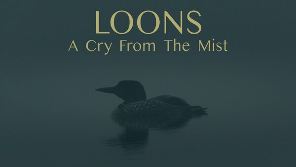 Loons: A Cry From the Mist