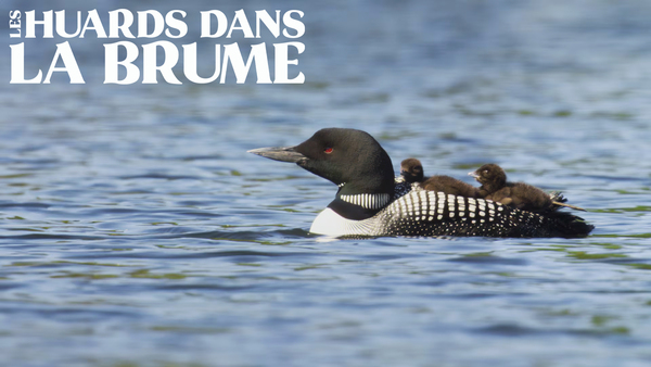 Les huards dans la brume