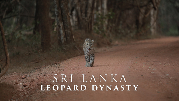 Sri Lanka: Leopard Dynasty
