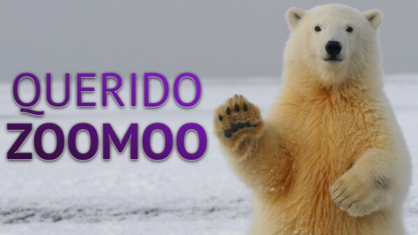 Querido ZooMoo