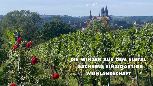 Die Winzer aus dem Elbtal - Sachsens einzigartige Weinlandschaft