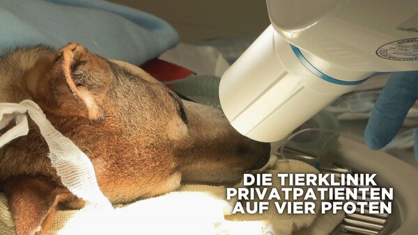 Die Tierklinik - Privatpatienten auf vier Pfoten