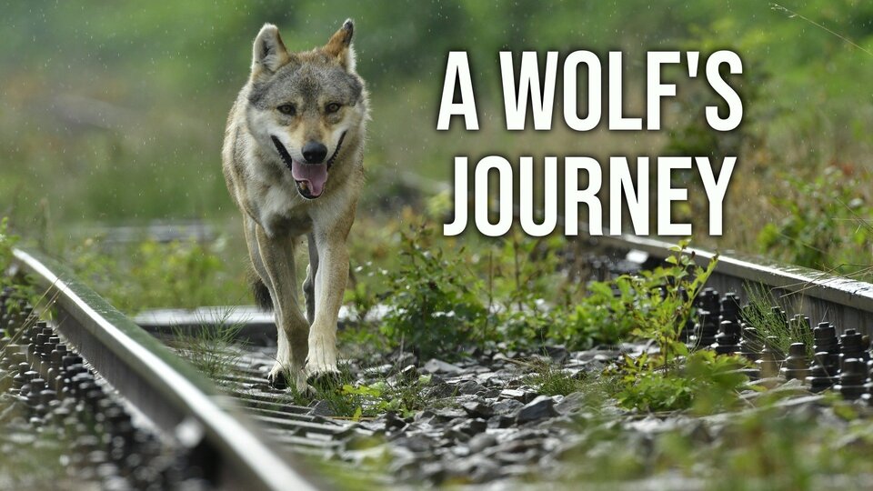 A Wolf's Journey